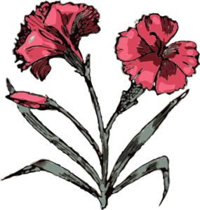 Carnation Illustration With Color Clip Art